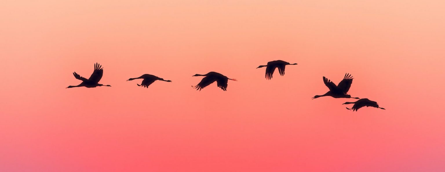 Animal symbolism list What Do Different Animals Represent?