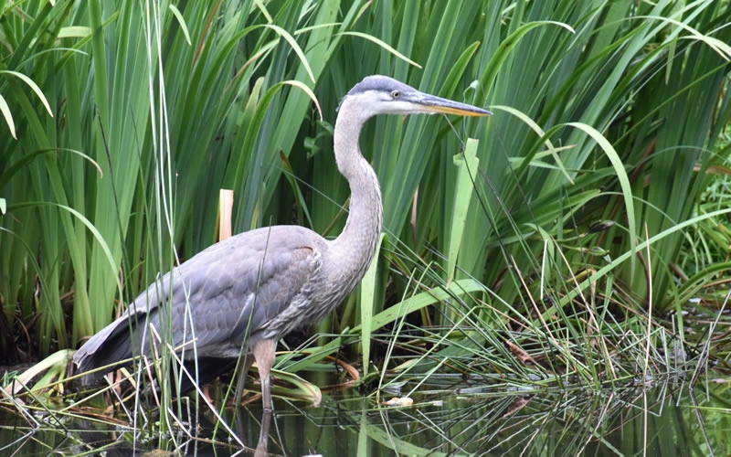 Herons